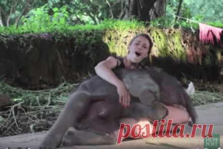 Смешное видео: ролик с любвеобильным слоненком покорил соцсети - обнимашки, на ручки, 100-килограммовый слоненок, Тайланд | Обозреватель