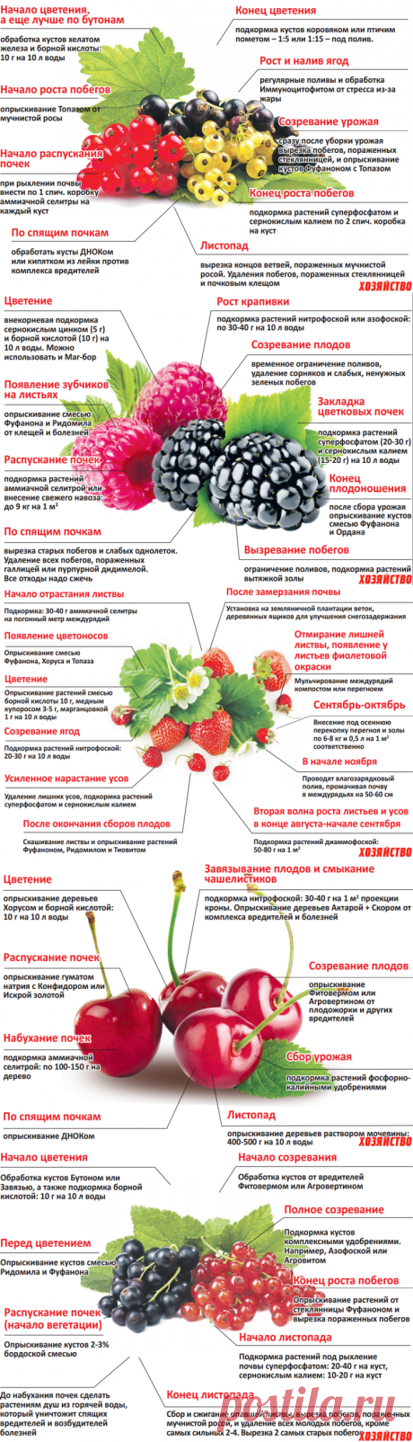 Уход за плодовыми деревьями в таблицах.