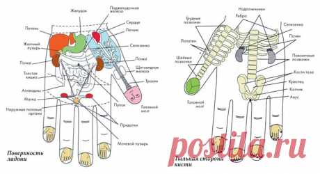 Эффективные техники массажа пальцев рук: практика самоисцеления .