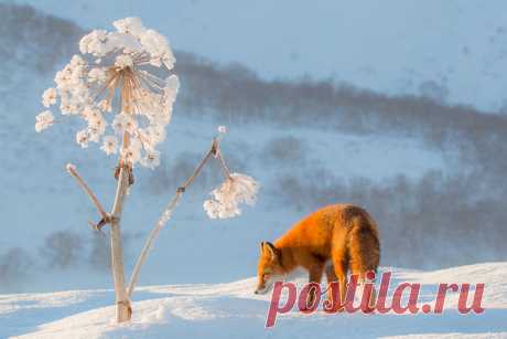Зимой лисы особенно красивы, а когда они находят замечательный фон для фотографии это в двойне красиво!! Высохшие стебли Борщевика очень прочные и могут простоять всю зиму несмотря на большой снег.