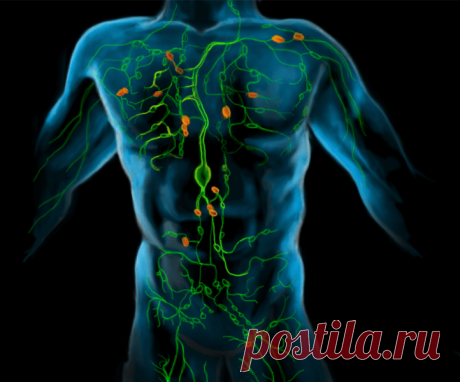 Чистим лимфу! Очищение по методу Шрота... - Познавательный сайт ,,1000 мелочей" -