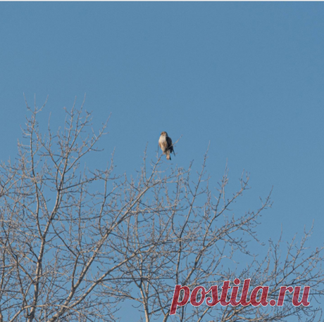 @reinhild_photos в Instagram: «Хищная птица ?канюк? в Иркутске охотилась на голубей #irkutsk #иркутск #птицы #птицы #канюк #хищнаяптица #хищнаяптица🦅 #bird #birds…»