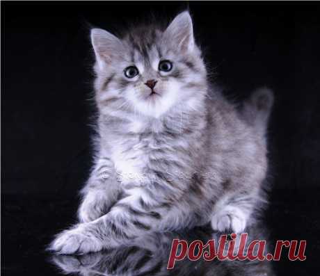 Snowgum Siberian Cats and Kittens: Astra and Karina's kittens