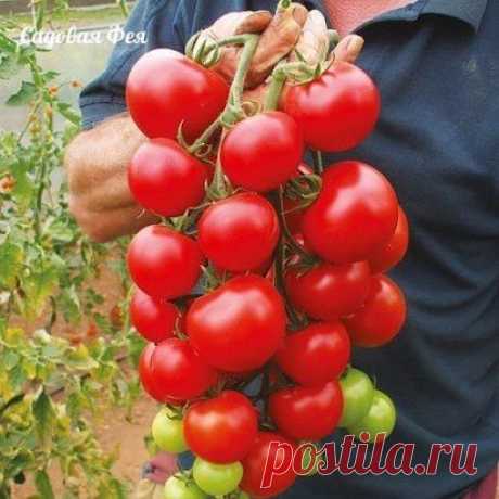 10 секретов для получения хорошего урожая помидор