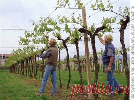 Схемы обрезки винограда по годам: с 1 по 5