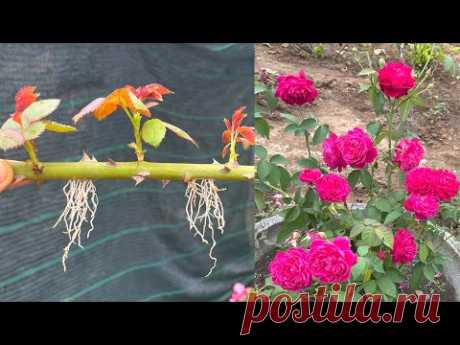 Попробуйте посадить ветки роз | Как вырастить розы с ветками