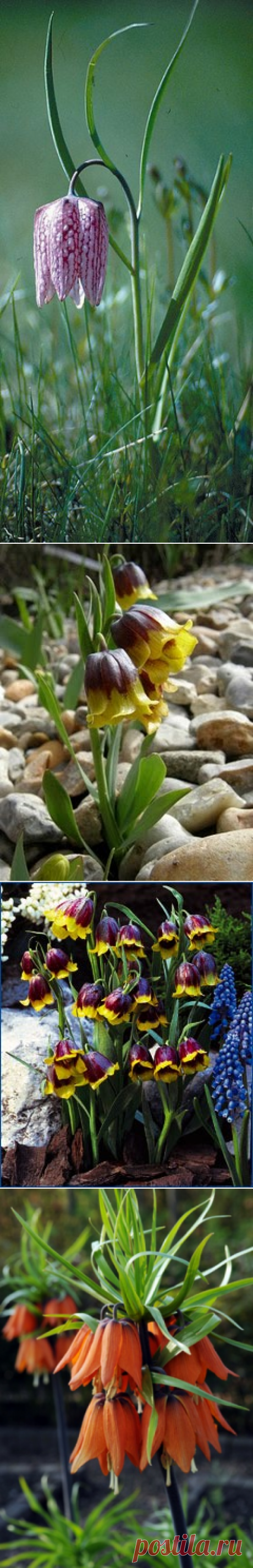 Рябчик, или Фритилярия, Fritillaria, описание, уход