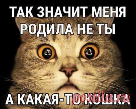 Читаю гороскоп: «Вас кто-то сильно любит, но боится признаться в своих чувствах». КОТ, ТЫ? - РЖАКА - медиаплатформа МирТесен — Где была? — Спросил подводный царь золотую рыбку.— Рыбака поймала.— Загадал желание?— Нет. Пошёл со своей старухой советоваться.— Если красивая, сделай её владычицей морскою.— Нет, — ответила рыбка. — Мама сказала, баб к тебе не водить. С появлением компьютерных игр мужчинам стало намного проще