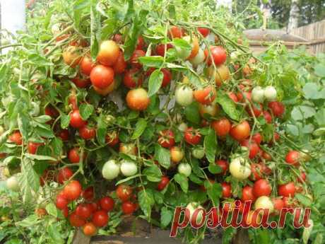 Опыт подкормки томатов дрожжевым раствором