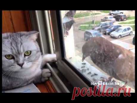 ▶ Lazy cat and Hungry Pigeon / Ленивый кот и голодный голубь - YouTube