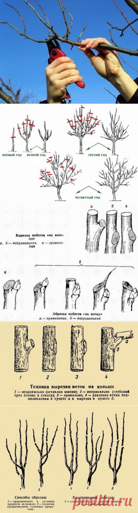 Обрезка плодовых деревьев - Садоводка