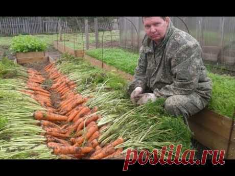 Как вырастить урожайную морковь на высоких грядках - YouTube