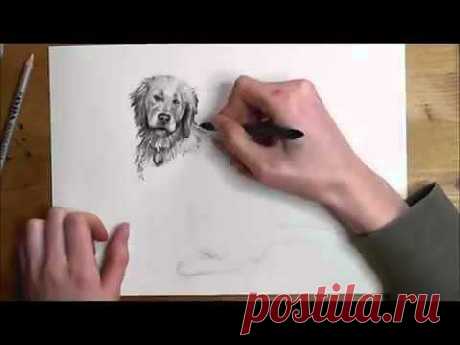 How to Draw a Realistic Dog Step by Step - YouTube