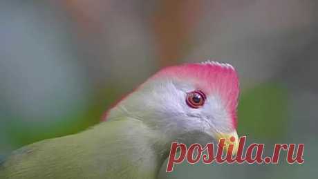 Краснохохлый турако – единственная птица, в чьем окрасе присутствуют настоящие красный и зеленый цвета.