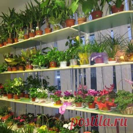 Как выбрать лучшие комнатные растения для дома