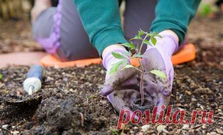 Что делать в огороде в апреле – полезные советы | Огородник (Усадьба)