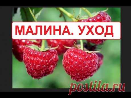 Малина. Уход.