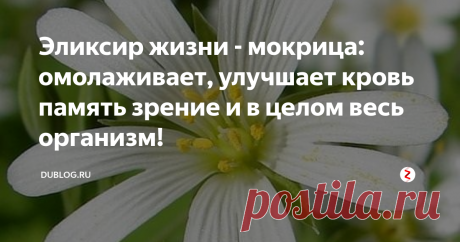 Эликсир жизни - мокрица: омолаживает, улучшает кровь память зрение и в целом весь организм! Мокрица  представляет собой однолетнее растение со стелющимся ветвистым стеблем.  Весь стебель покрыт волосками, которые собирают в стебель влагу из  воздуха и сохраняют её в нем. На длинных стеблях располагаются листья  округло-продолговатой формы. По краям они имеют реснички. Верхние листья  являются сидячими, а нижние располагаются на черешках. Цветки растения  мелкие, белого окраса, собранные