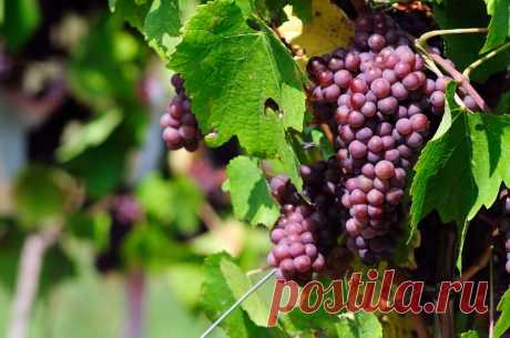 Советы по выращиванию винограда | О Фазенде. Загородная жизнь | Яндекс Дзен