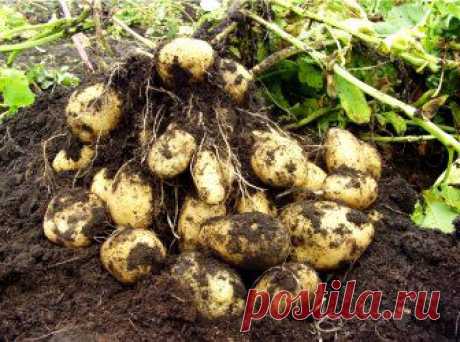 Способы выращивания картофеля | 6 соток