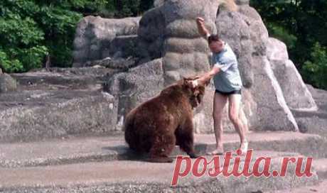Как в России встречают медведей! Невероятное безумство!