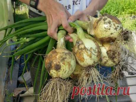 Теперь я каждый год получаю большой урожай лука: 4 простых совета