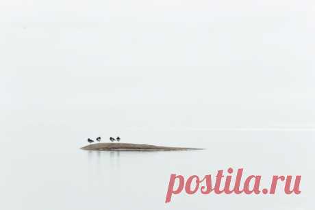 Запечатлённые с берега Белого моря птицы, мирно ютящиеся на небольшом островке во время отлива. Снимал Александр Рогатин: nat-geo.ru/community/user/231208