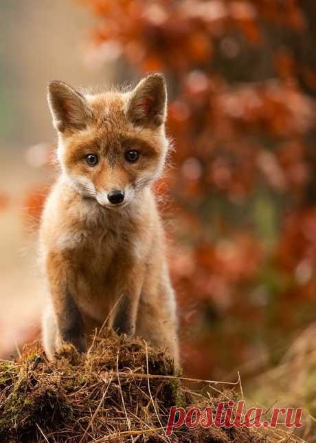 . Лисенок. Фотограф Robert Adamec