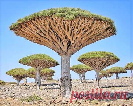 Árvore Dragão ou Sangue de Dragão Nome científico: Dracaena draco L. Conhecida pelo nome comum de dragoeiro, essa planta participa da família das Ruscaceae (Dracaenaceae) e é nativa dos arquipélagos das Canárias, Madeira e Açores, ocorrendo localmente na costa africana vizinha e em Cabo Verde. Apesar de comum e muito apreciada como ornamental em jardins desses locais de onde se origina, encontra-se vulnerável no estado selvagem devido à destruição do seu habitat principalm...