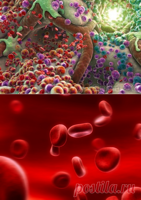 Как очистить кровь от токсинов
