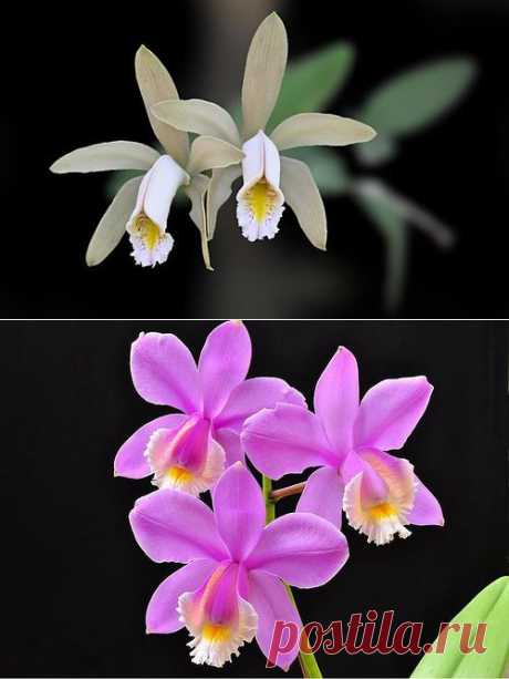 Орхидеи и разновидности. Как ухаживать за домашней орхидеей