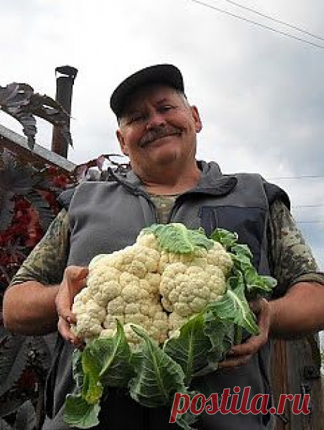 Вкусный Огород: Сроки посева овощей
Каждый огородник знает, что от правильно выбранного срока посева любых овощей в значительной степени зависит и будущий урожай. Это относится как к овощам, выращиваемым через рассаду (помидоры, перцы), так и к культурам, которые сеют семенами непосредственно в грунт (морковь, брюква, салат и др.).