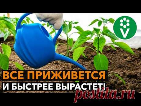 ПОЛЕЙТЕ ЭТИМ РАССАДУ ПОСЛЕ ВЫСАДКИ! Результат вас поразит!