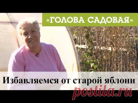 Голова садовая - Избавляемся от старой яблони