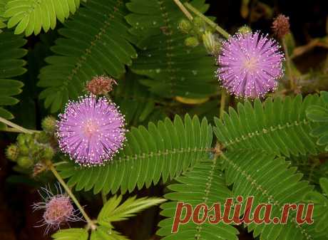 Чудо природы: убегающие растение Mimosa Pudica﻿ Оно живет среди нас!