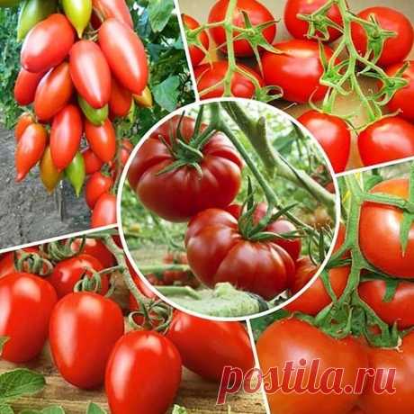 Набір Низькорослих Томатів (5 упаковок) - купити насіння в Україні дешево | FLORIUM.UA