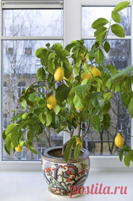 Выращиваем лимон в домашних условиях — Сад на подоконнике