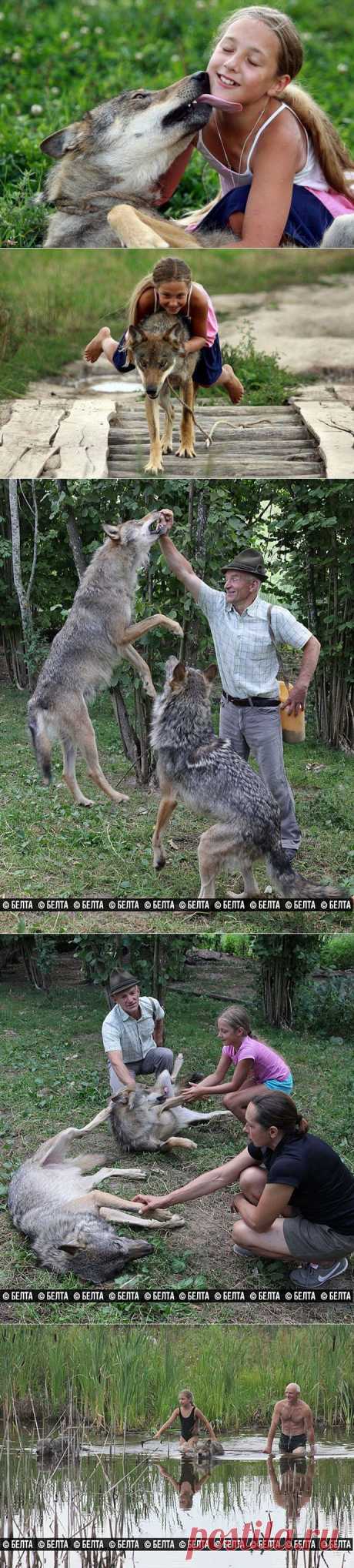 Белорусская семья вырастила стаю волков (10 фото) | ХОЧУ ВСЁ ЗНАТЬ