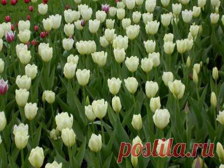 Белые тюльпаны: 31 тыс изображений найдено в Яндекс.Картинках
