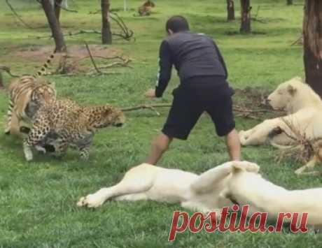 Тигр спас сотрудника заповедника от леопарда (видео)
