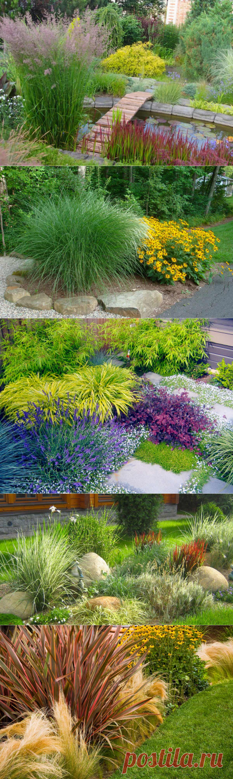 Декоративные злаки: фото и название растений, использование в ландшафтном дизайне