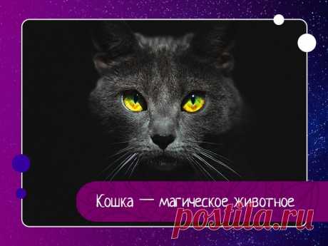 Кошка — одно из самых магических животных на земле.