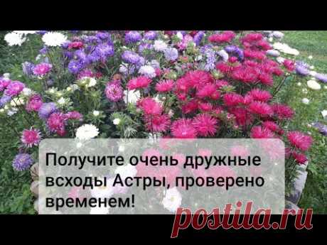 Астра взойдет даже у новичков.  Как правильно посеять астру что бы получить дружные всходы.