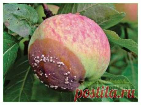 Плодовая гниль яблони и груши, меры борьбы, препараты