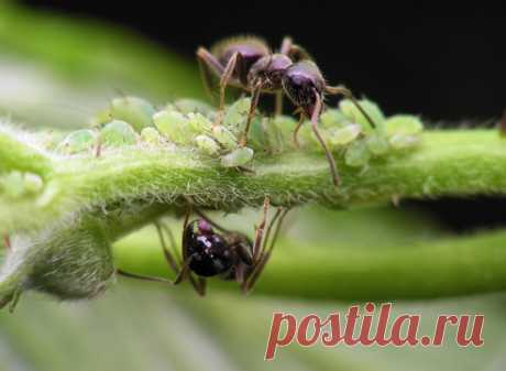 Как избавиться от муравьев на участке — 6 соток