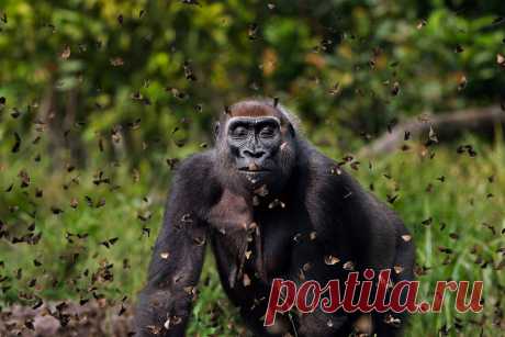 Фото умиротворенной гориллы, пробирающейся сквозь облако бабочек, победило в фотоконкурсе Nature Conservancy | PhotoWebExpo | Яндекс Дзен