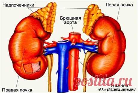 У вас ломкие ногти и плохо спите? Виноваты надпочечники!