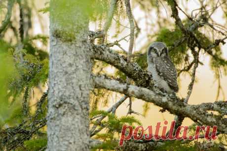 Молодой ястребиный сыч (Surnia ulula) - Фотогалерея природы: Хищные птицы и совы - Focus Nature Nature Photography