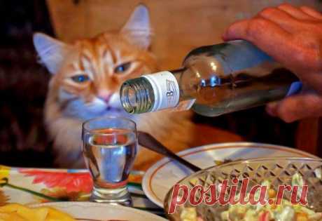 Усатое застолье: 15 самых смешных фото с празднующими котами - Летидор