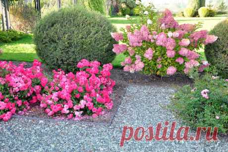Гортензия – фото цветов гортензии в саду, на даче, с другими цветами на клумбе